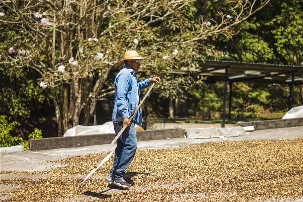 Sorting the beans and moving them around to dry in the sun.