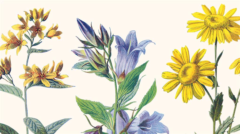 Greenhouse: Leader Cultivation